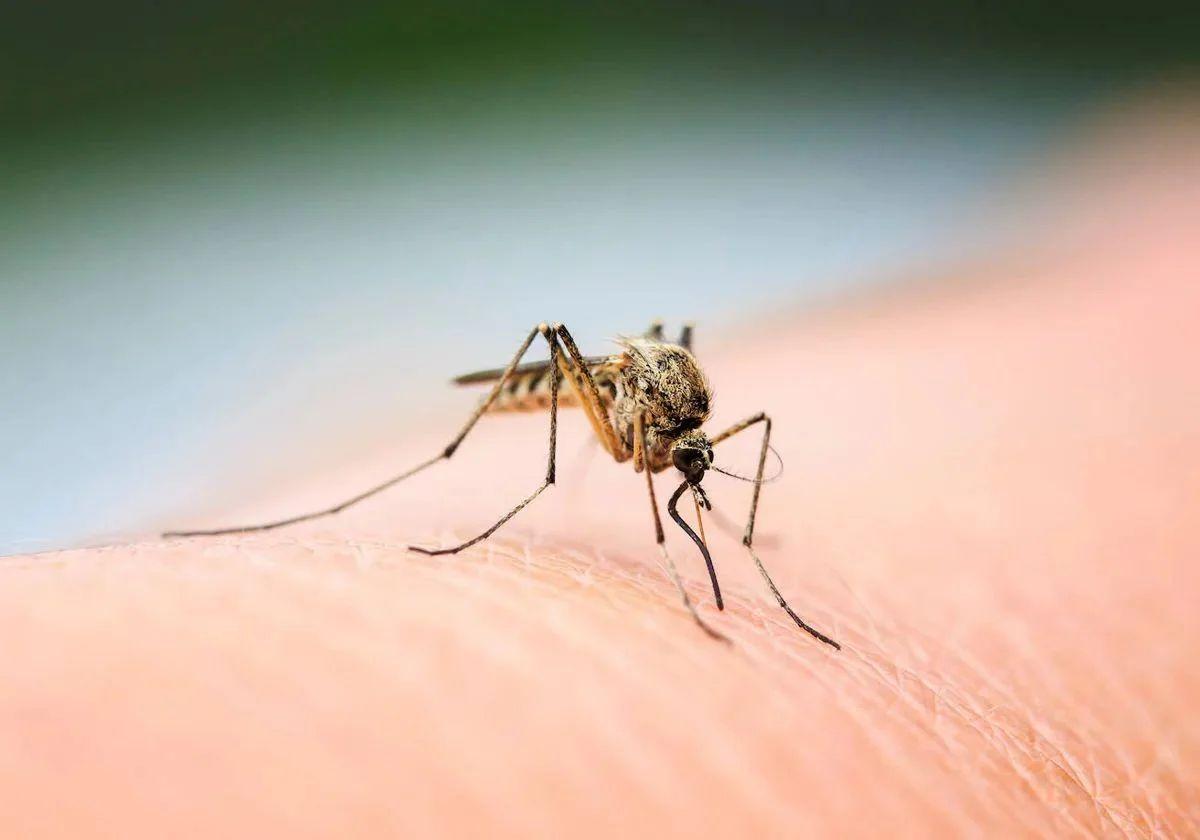 Salud declara alerta por presencia del virus del Nilo occidental en mosquitos en Zurgena