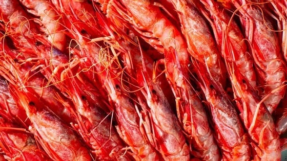 El Gobierno incrementa en casi 46 toneladas los topes de captura de gamba roja