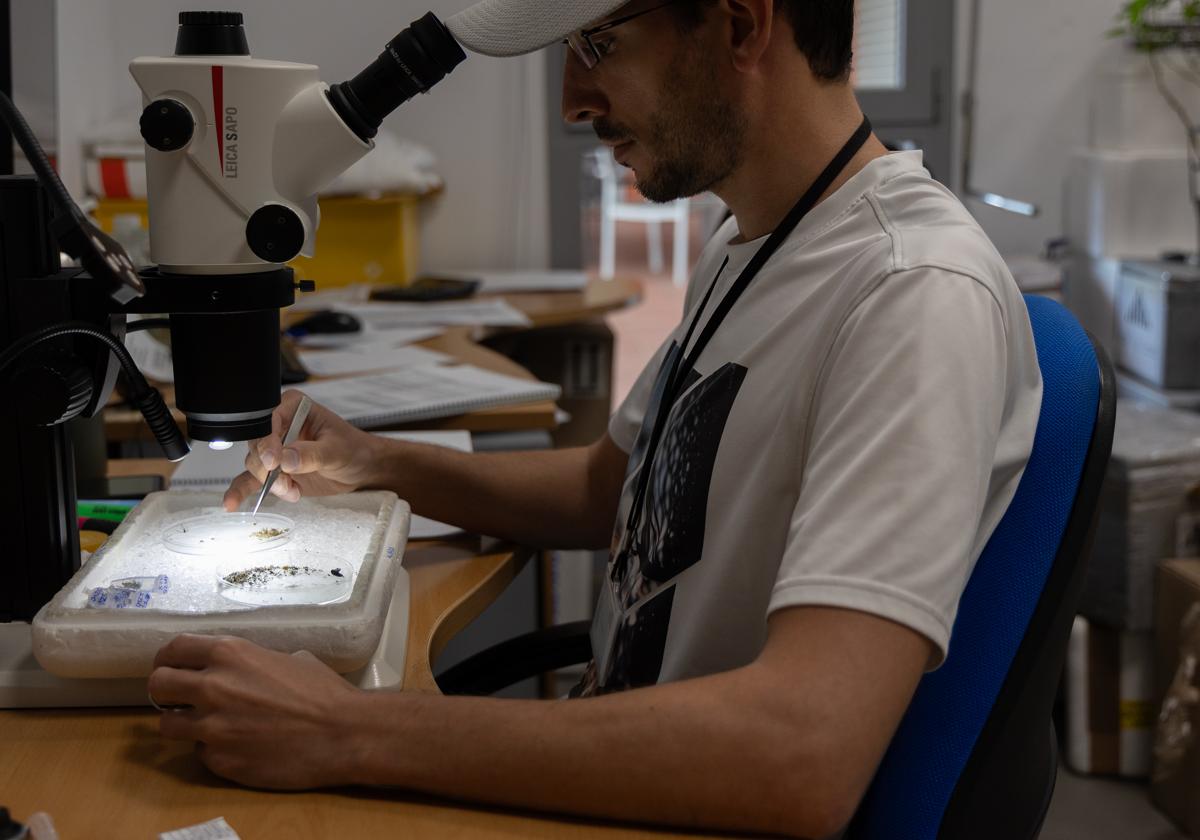 Salud detecta circulación del virus del Nilo en mosquitos en Zurgena, Pulpí y Mojácar