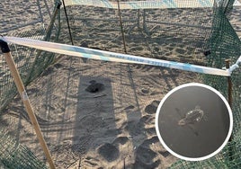 Nido perimetrado en la playa de Mojácar y ejemplar de tortuga boba recién nacido.