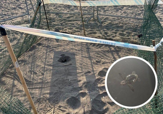 Nido perimetrado en la playa de Mojácar y ejemplar de tortuga boba recién nacido.