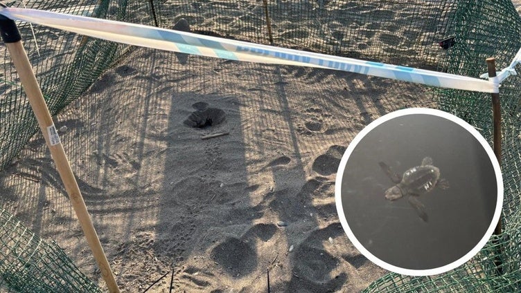 Nace la primera tortuga boba del nido localizado en Mojácar