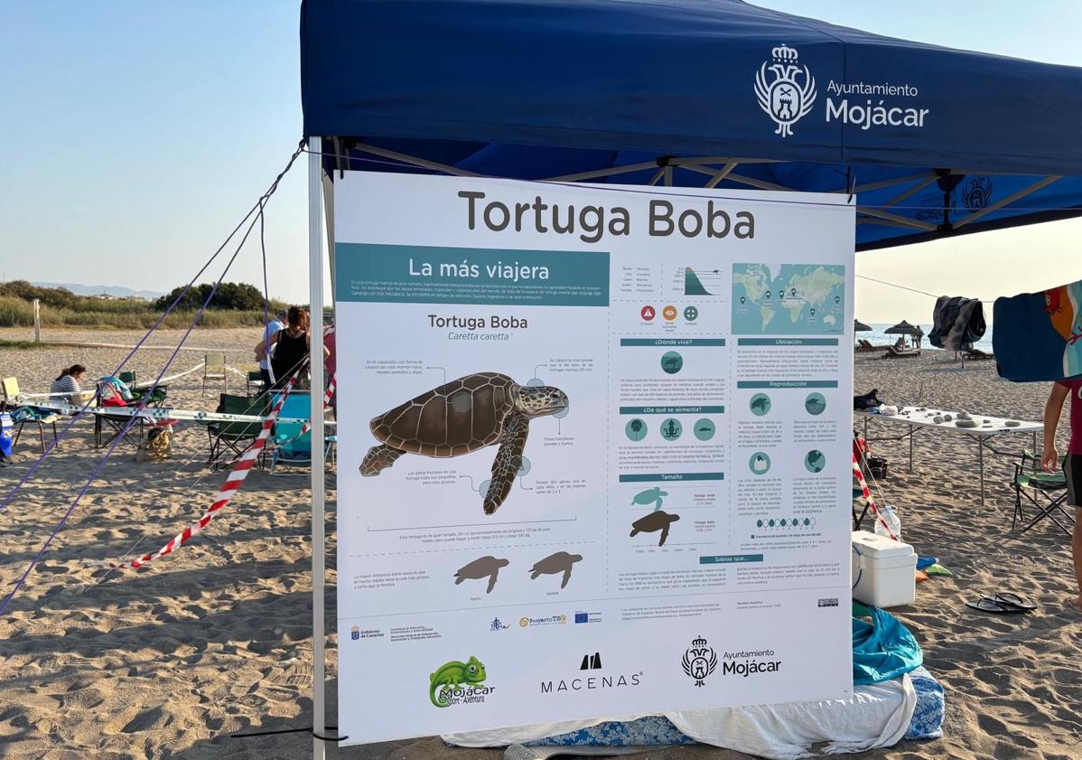 Imagen principal - Un total de 56 tortugas bobas ha nacido del nido de la playa de la Rumina de Mojácar