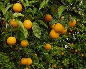 Adopta un naranjo, la original propuesta de una finca de Antas