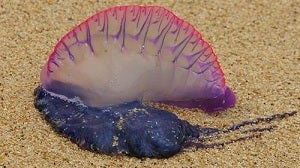 Avistan ejemplares de medusas 'carabela portuguesa' frente al litoral de Garrucha