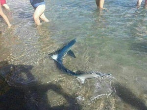 Una cría de tiburón se acerca a una playa mojaquera, los bañistas la ayudan a volver a alta mar