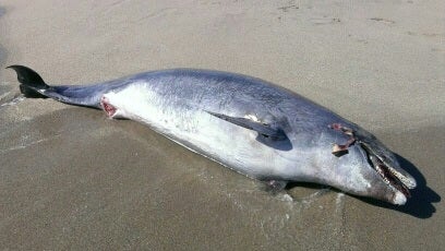 Un delfín mular de más de tres metros, varado en la playa naturista de Vera