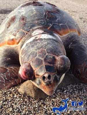 Hallan una tortuga marina muerta en Carboneras