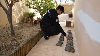 A disposición judicial una persona a la que se le han intervenido 16 tortugas moras