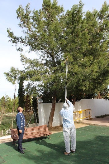 Huércal-Overa inicia la ‘guerra’ contra la Procesionaria en parques y jardines