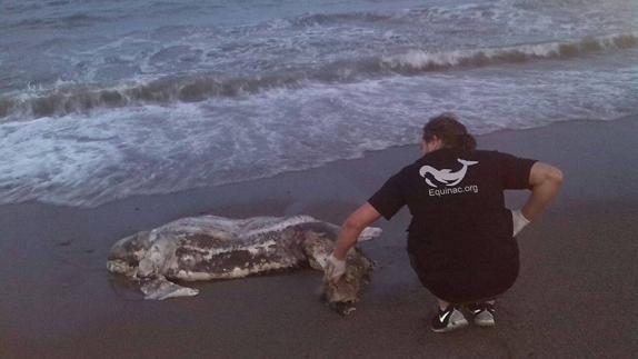 Otra tortuga muerta en el litoral almeriense
