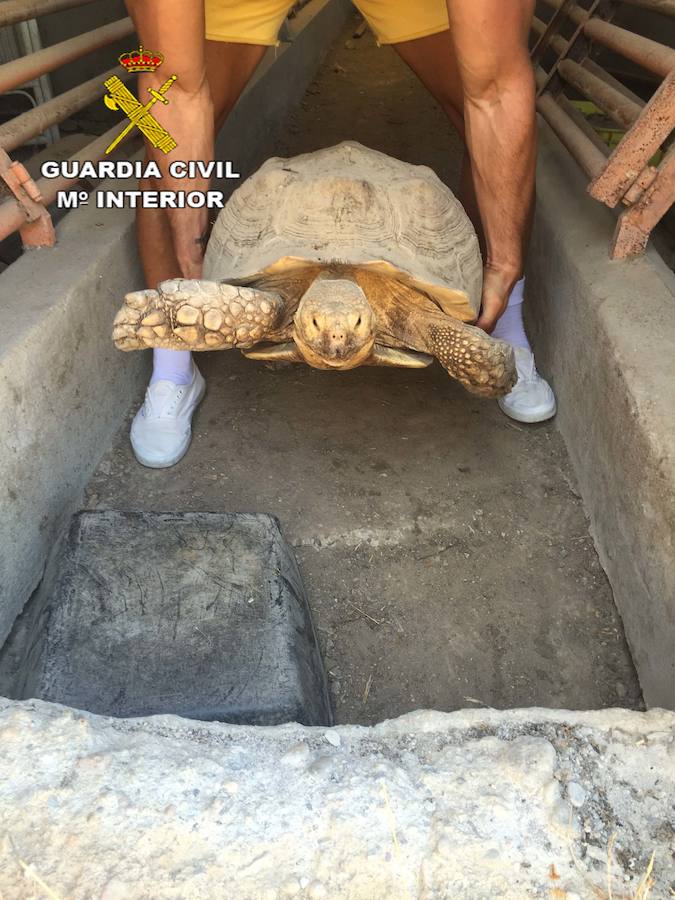 La Guardia Civil recupera un ejemplar de tortuga protegida en Turre