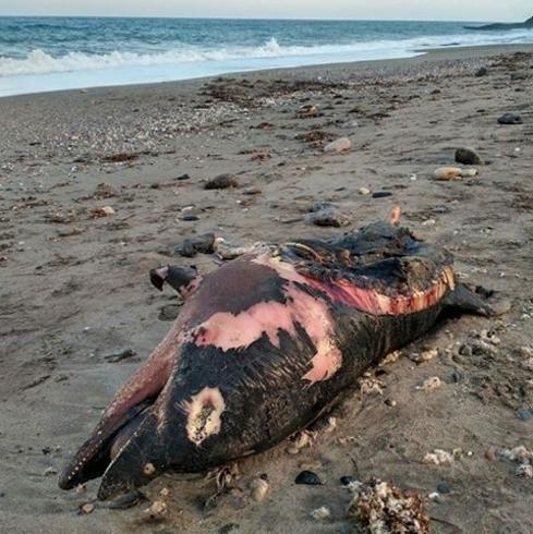 Aparece un delfín mular en la playa de Mojácar