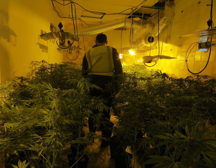 Detienen a dos personas e intervienen 230 plantas de marihuana y 200 macetas