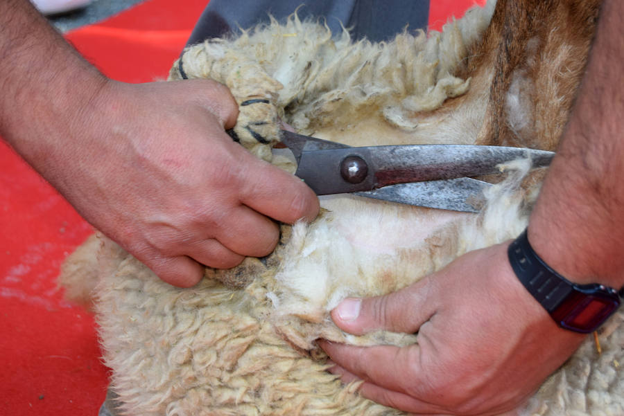 La Feria de Ganado de Loja está organizada por el Ayuntamiento de Loja y la Asociación de Criadores de la Raza Ovina Lojeña y cuenta con la colaboración de la Asociación del Poniente Granadino, la Diputación de Granada, la Junta de Andalucía y el Ministerio de Agricultura. 