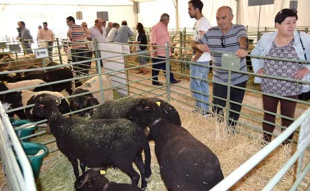 Los ganaderos de la oveja 'rabúa' miran al futuro con una raza saludable y sostenible 