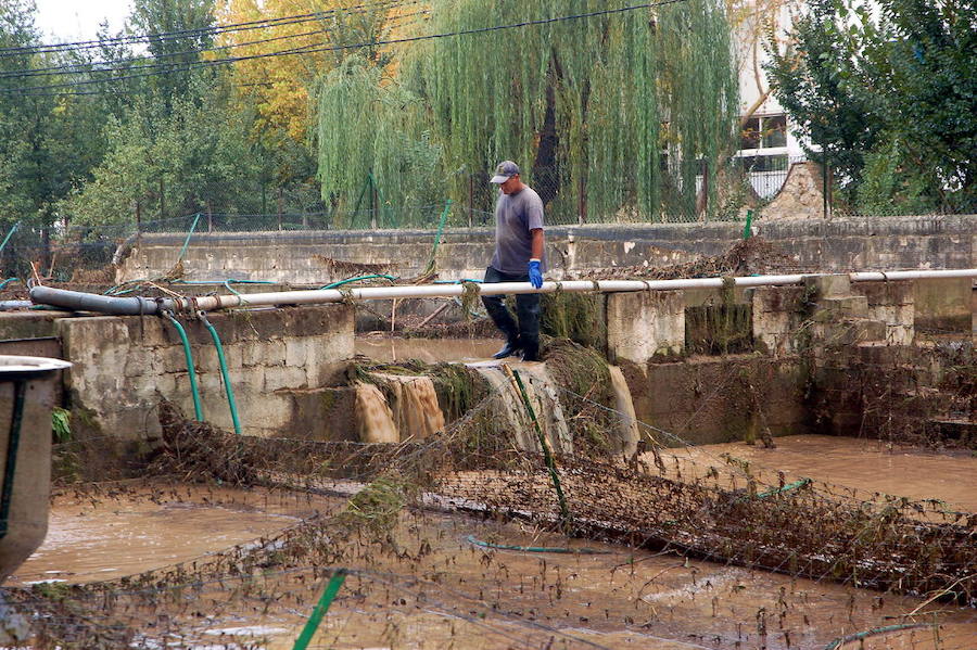 La tromba de agua taponó el ojo de un puente provocando una crecida que arrastró todo lo que encontró en su camino e inundó seis de las piscinas de la piscifactoría Sierra Nevada lo que supuso la pérdida del 20% de la producción prevista de aquel año