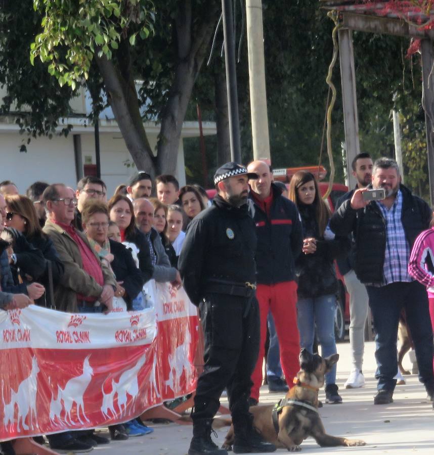 La asociación 'Quiérete' de Villanueva Mesía echa a andar y lo hace con fuerza, fomentando el empoderamiento de las mujeres y mostrando su lucha contra la Violencia de Género y el apoyo a las víctimas. Y se estrenan con una exhibición canina que, con la organización de K13 y el Ayuntamiento, ha contado con la colaboración de las unidades de Bomberos y Policía Local de Loja, Policía Local de Otura, Policía Local de Maracena y Policía Local de Monachil.