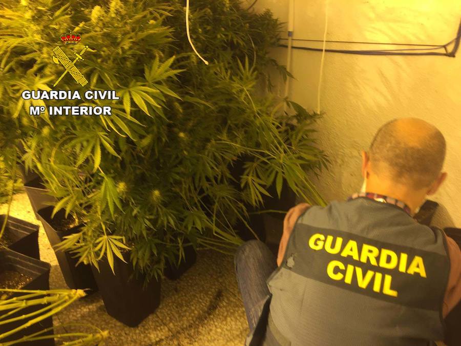 Imagen secundaria 1 - Una disputa entre varias personas destapa en Roquetas dos plantaciones de marihuana
