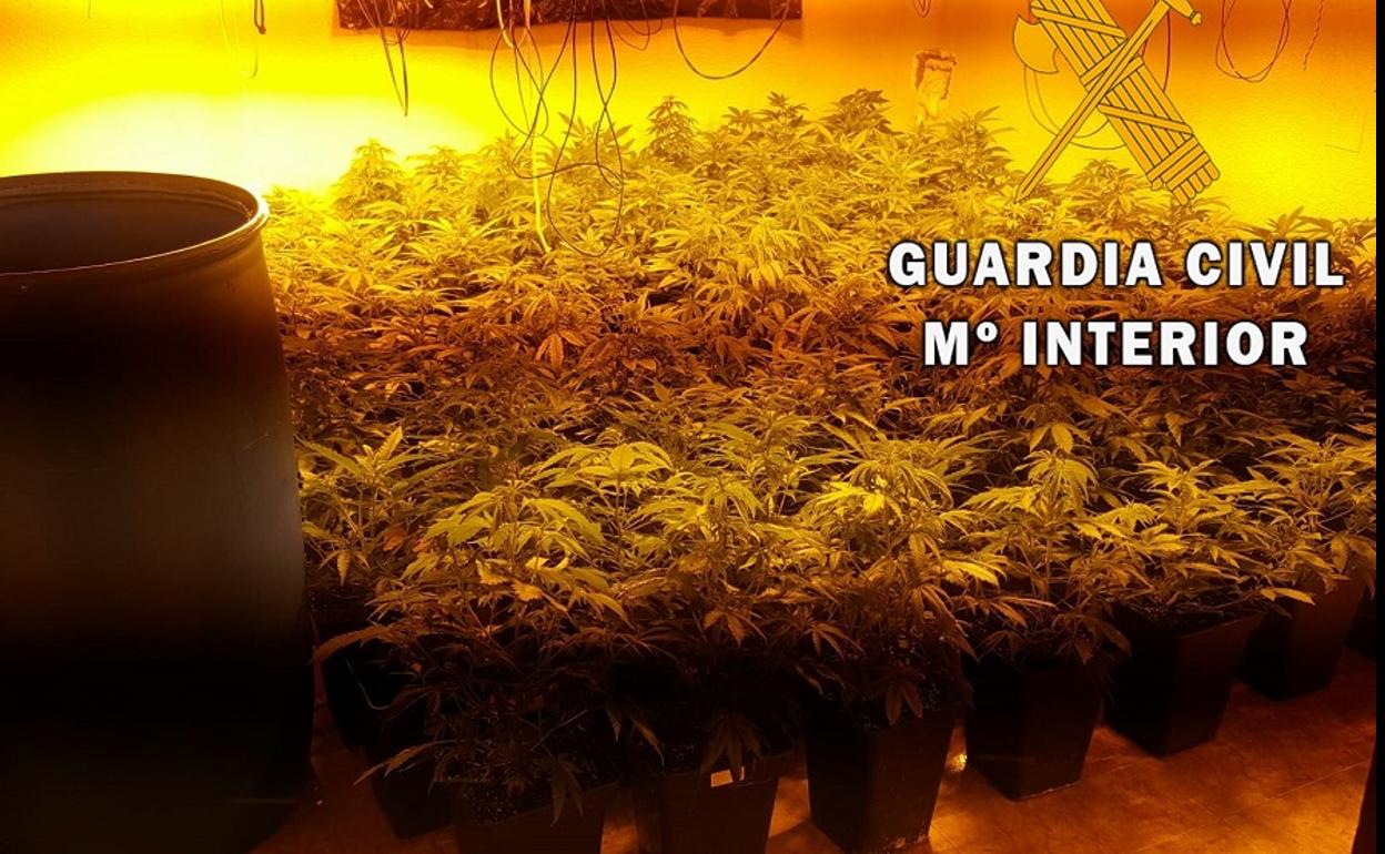 Descubren una plantación de 200 plantas de marihuana cerca de dos centros educativos de Roquetas
