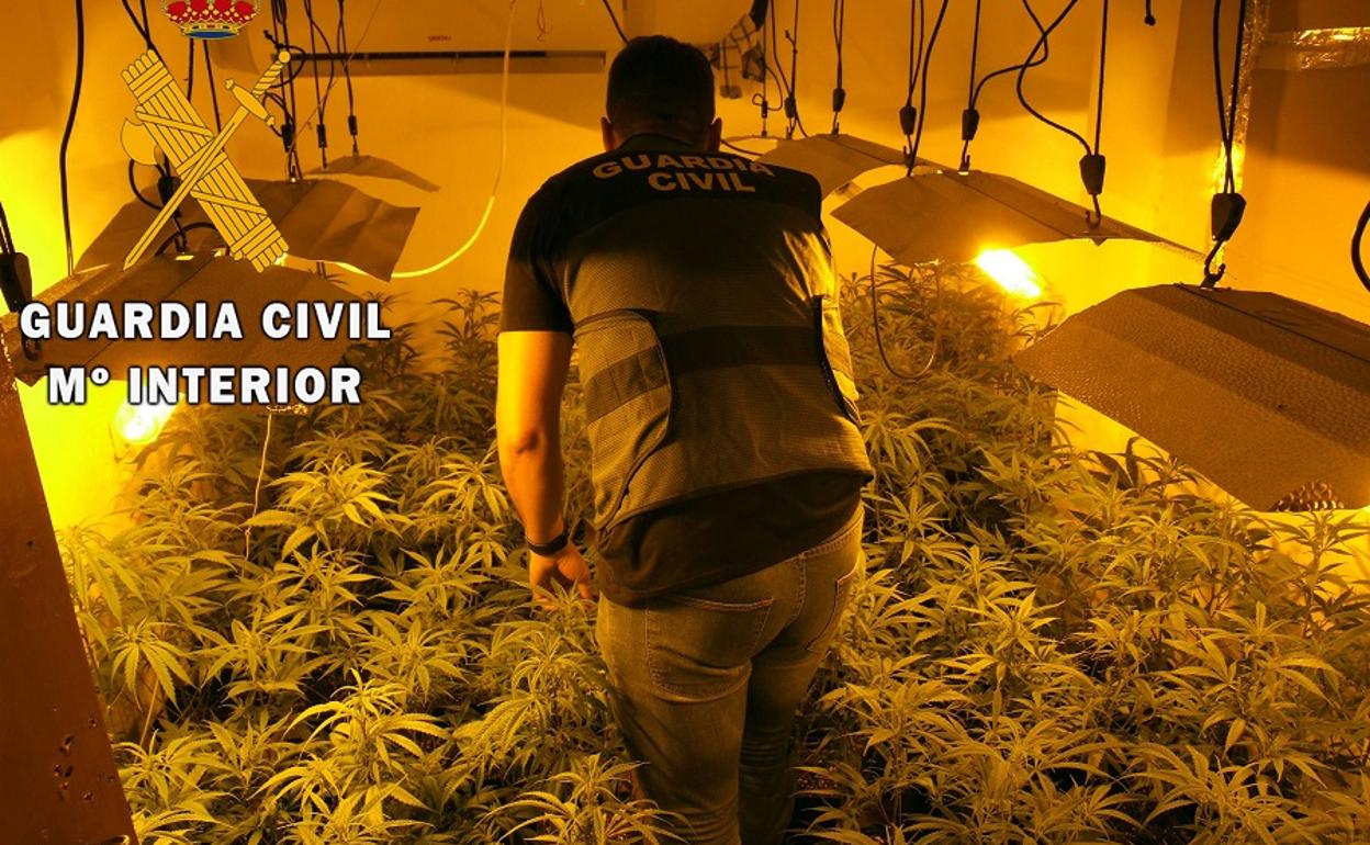Droga en Almería | Descubren una plantación de marihuana en El Parador al denunciar los vecinos un «insoportable» olor