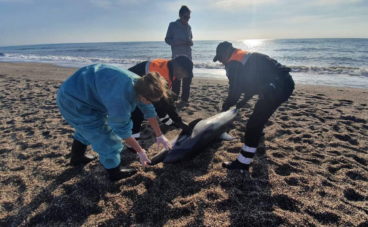 Guardia Civil y Equinac actúan en el varamiento de un delfín en Roquetas de Mar