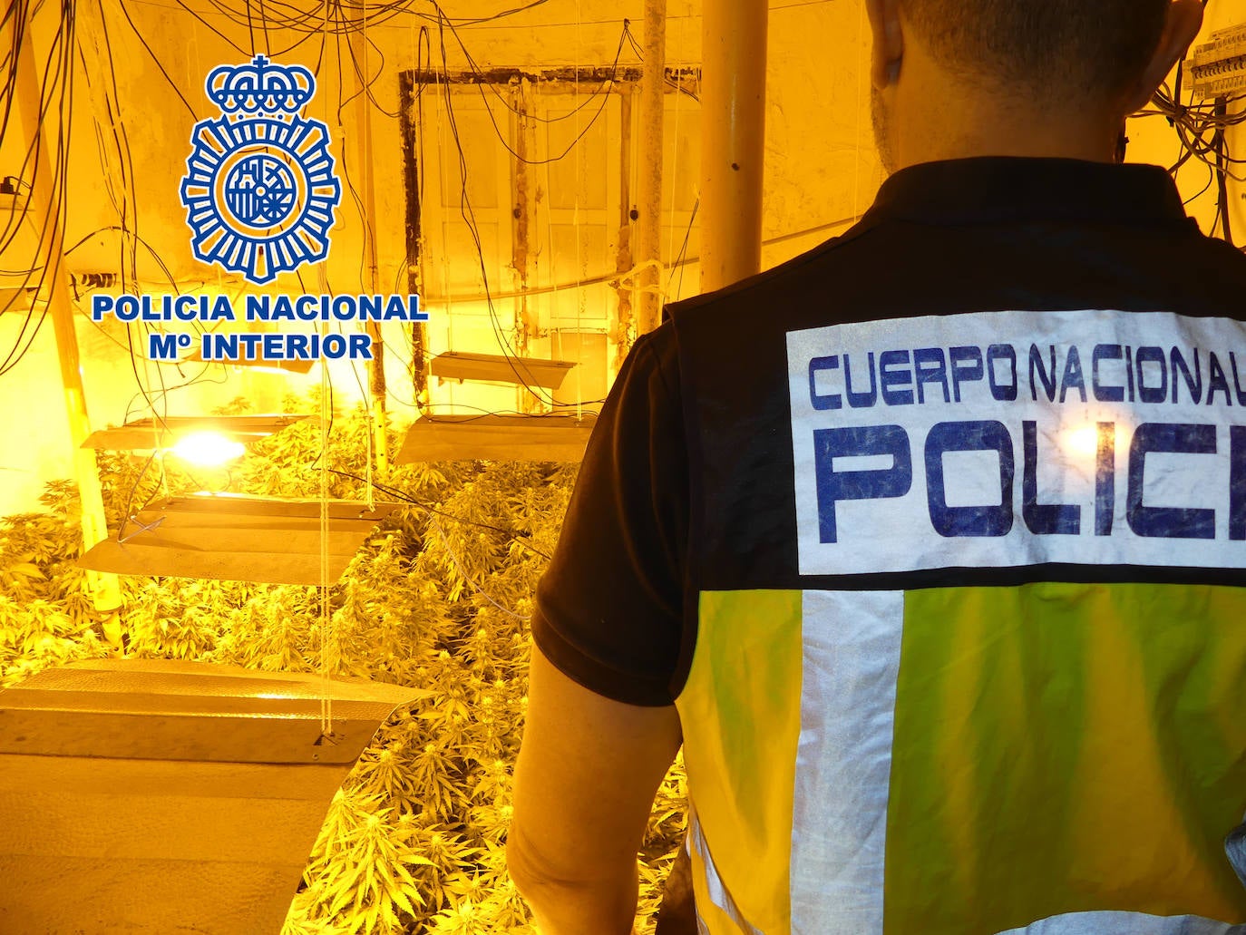 Plantación de marihuana encontrada por la Policía Nacional en Vícar. 