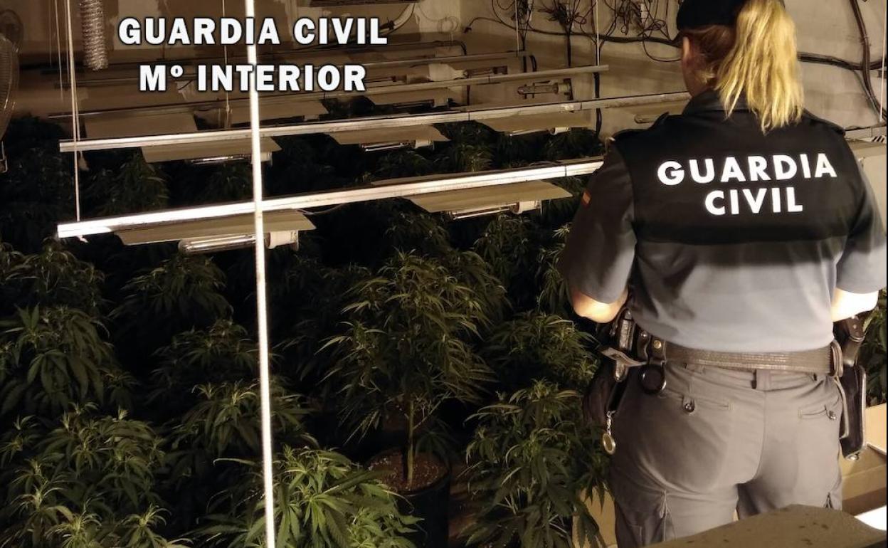 Se pone nervioso ante la Guardia Civil, huye a su piso y acaba por delatar un cultivo de marihuana
