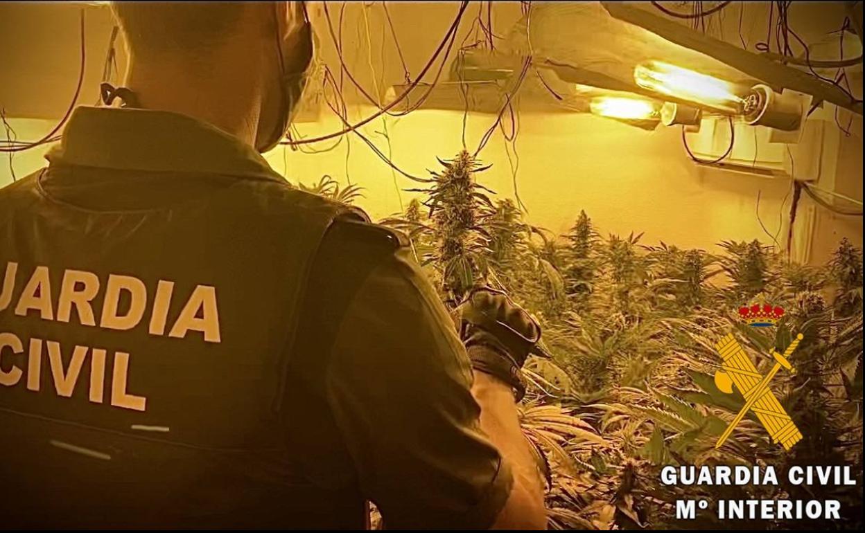 Dos detenidos con un cultivo de 360 plantas de marihuana en una vivienda de Roquetas