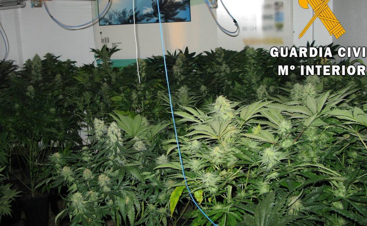 Operación antidroga  en Vícar | La Guardia Civil detiene a cinco personas como autores de un delito