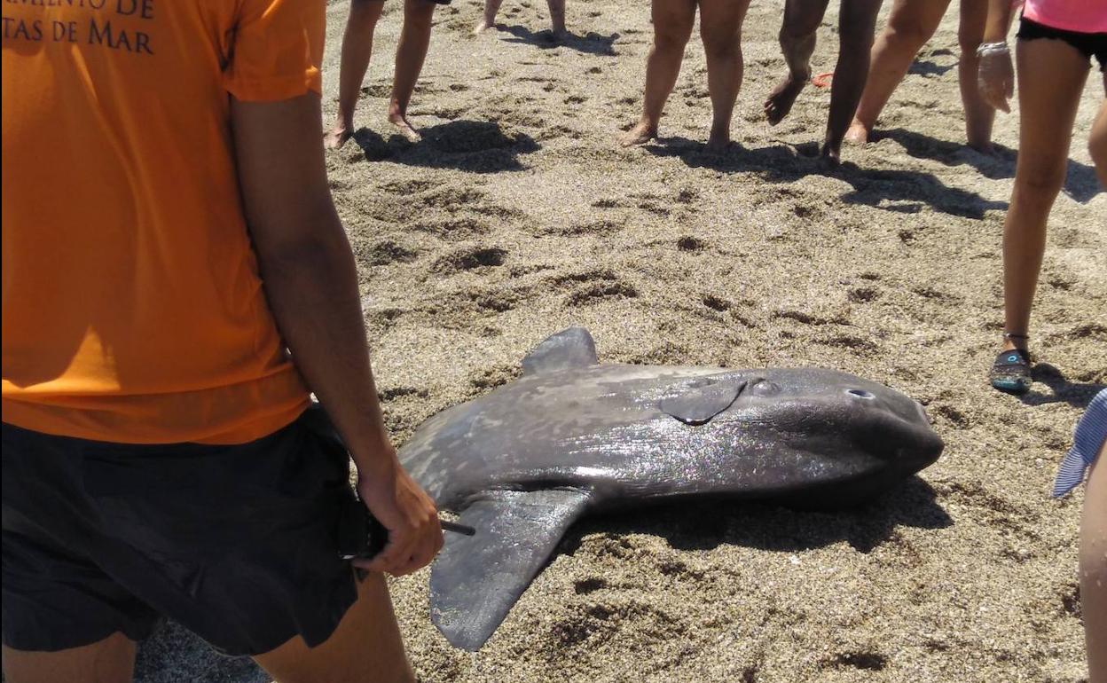 Denunciarán al autor de la muerte de un pez luna en la playa de La Romanilla de Roquetas