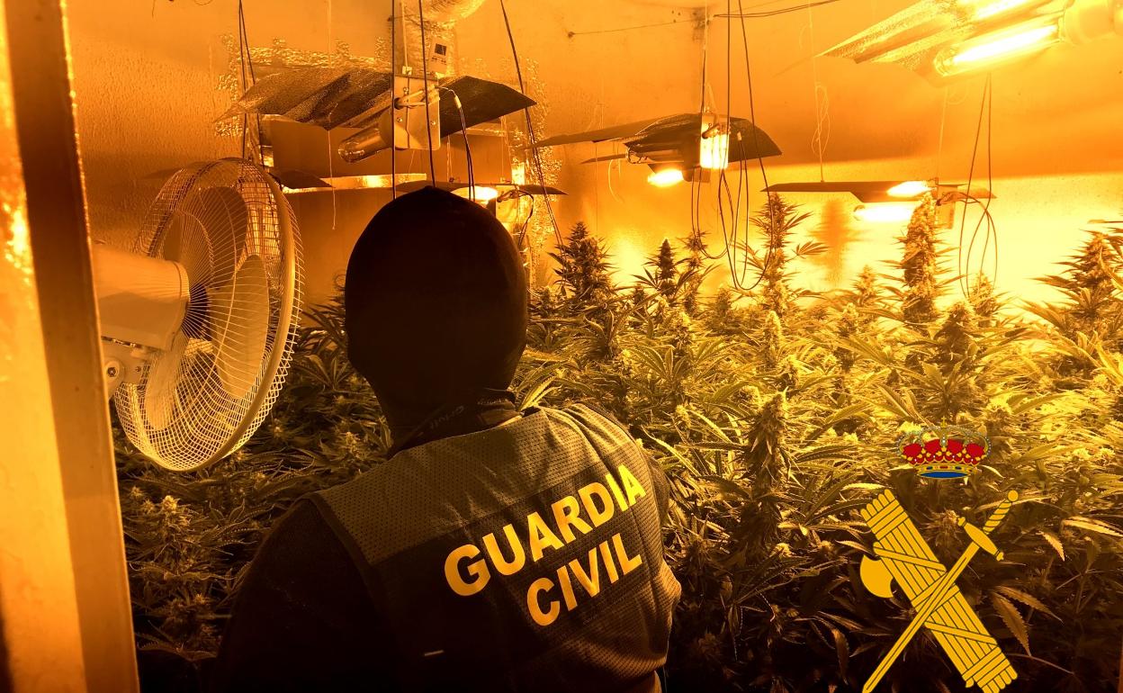 Sucesos en Almería | Encuentran más de 120 plantas de marihuana en una vivienda de Roquetas de Mar