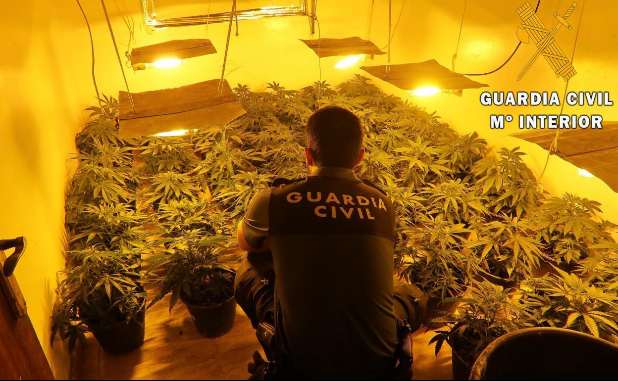 Sucesos en Almería | Incautan más de 80 plantas de marihuana en un edificio de ocho viviendas de Roquetas de Mar