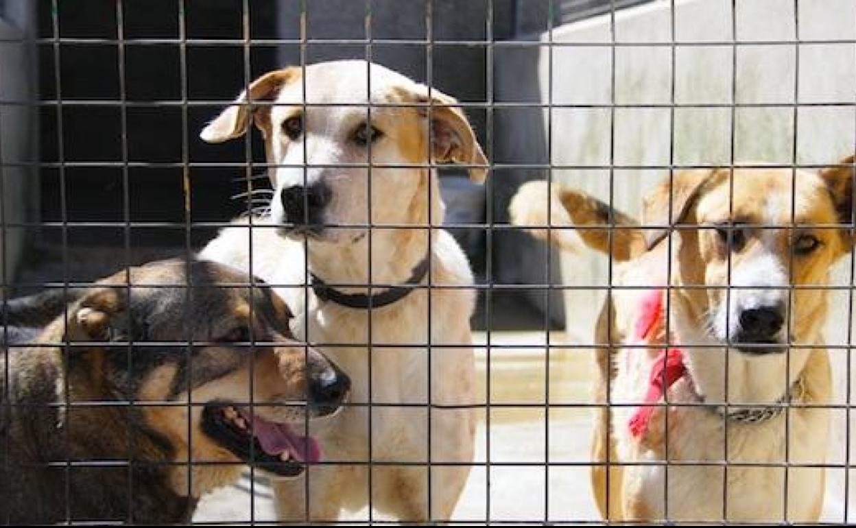 El nuevo contrato de recogida de animales prohíbe su sacrificio «sin causa justificada»