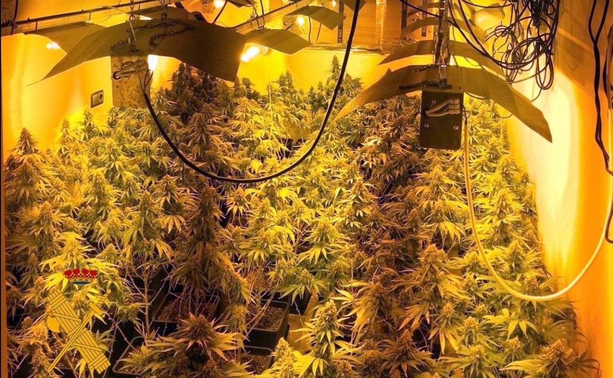 Plantación incautada en la operación 'Vitorplan'