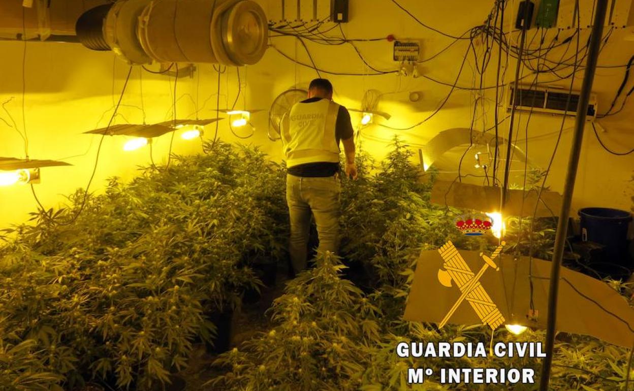 Sucesos en Almería | Dos detenidos en Roquetas acusados de ser responsables de un cultivo con más de 60 matas de marihuana