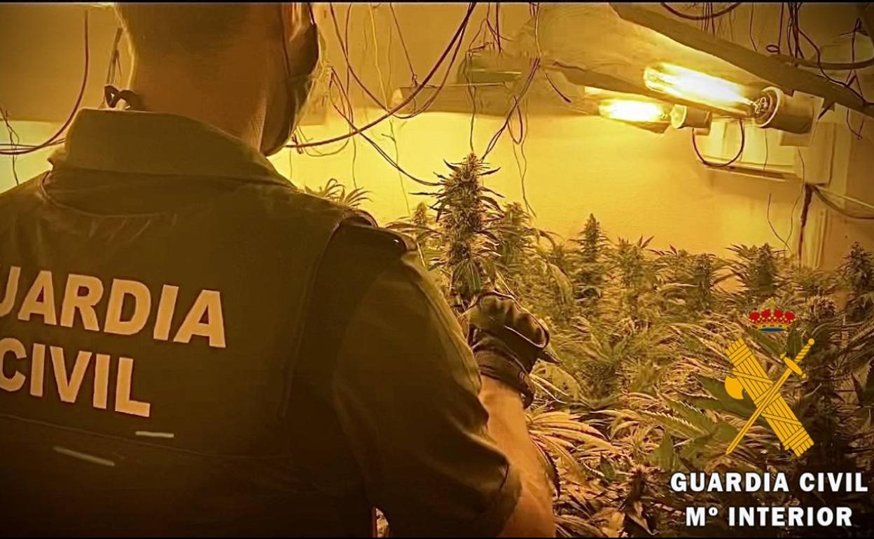 Un agente de Guardia Civil, en el cultivo de marihuana localizado. 