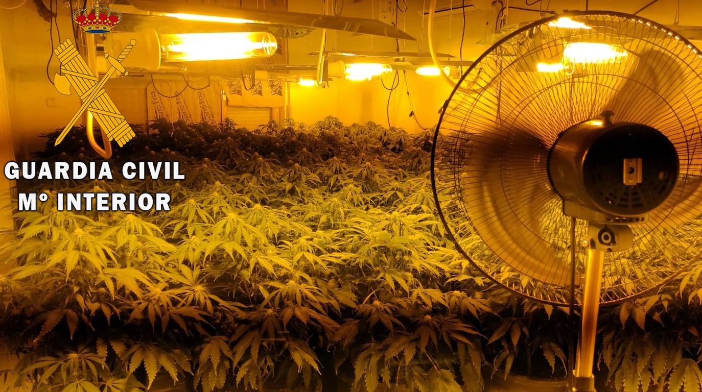 La viviendia, ubicada en Roquetas de Mar, estaba utilizada al cultivo de marihuana. 