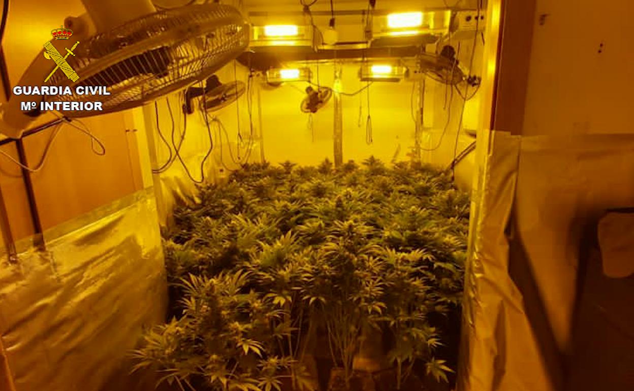 Sucesos en Almería | Detienen en el Parador al responsable de un cultivo de 300 matas de marihuana
