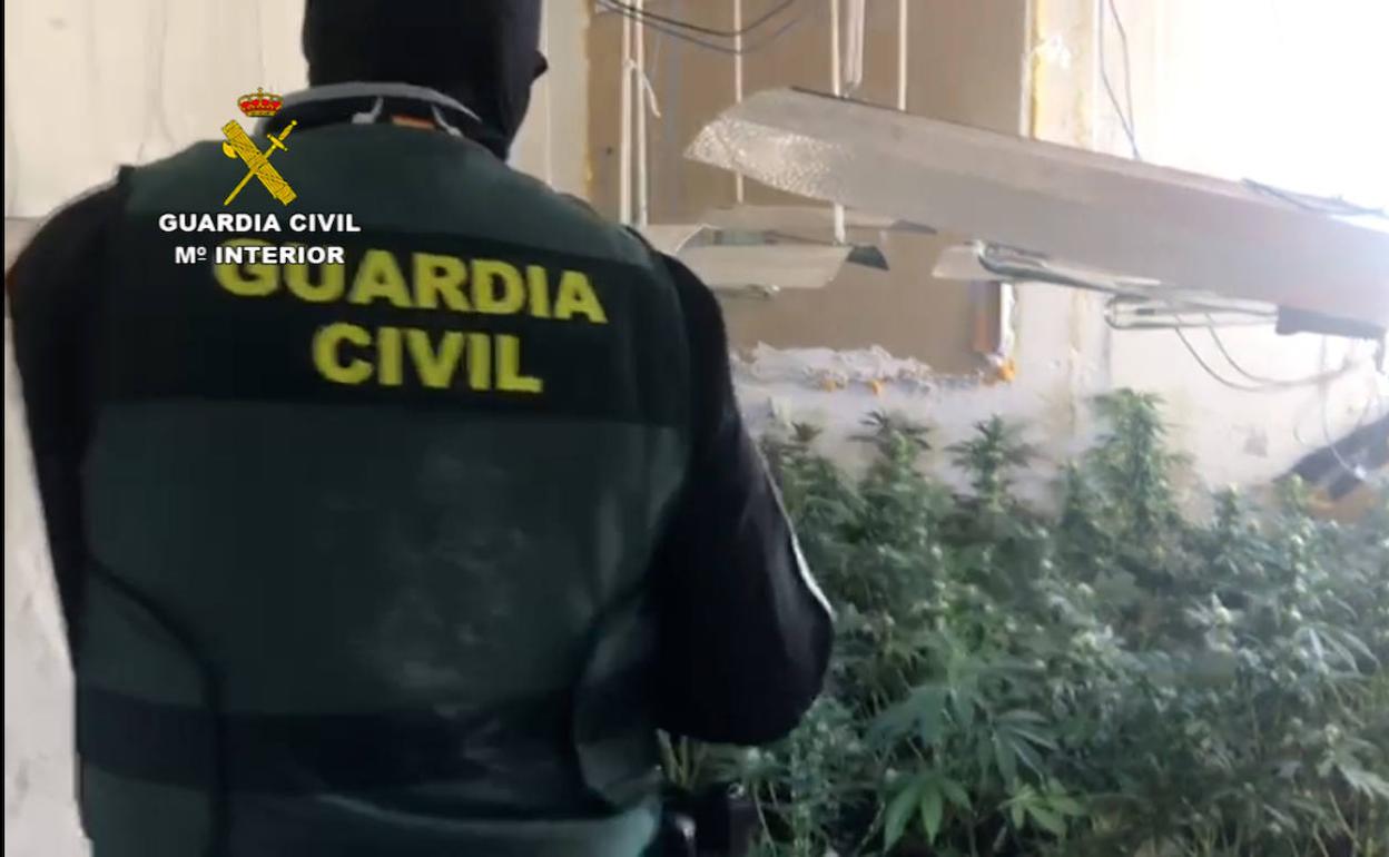 Intervenida en Roquetas una plantación de marihuana en una operación que ha acabado con un detenido