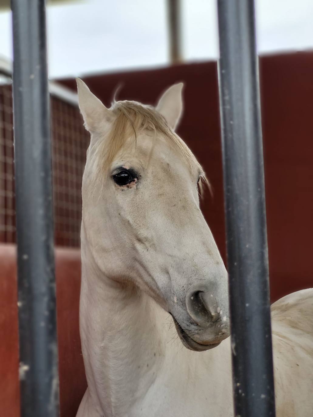 Vecinos de La Mojonera visitan la yeguada de Pérez Monteagud en Uleila
