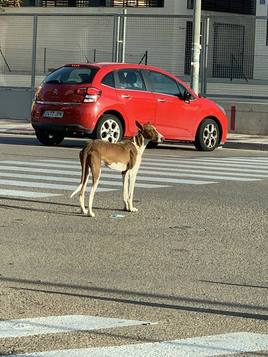 El perro abandonado que se está recorriendo Roquetas
