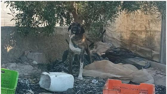 El servicio municipal rescata 55 animales abandonados solo en el mes de abril