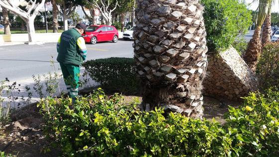 Vícar sigue potenciando sus zonas verdes a través del Plan Savia