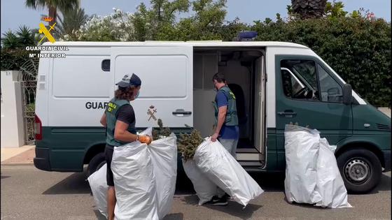 Detienen por segunda vez en un año a una pareja con un cultivos de marihuana en Roquetas