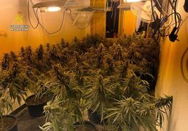 Detienen en La Mojonera a una persona por cultivar marihuana en una vivienda junto al paso de menores