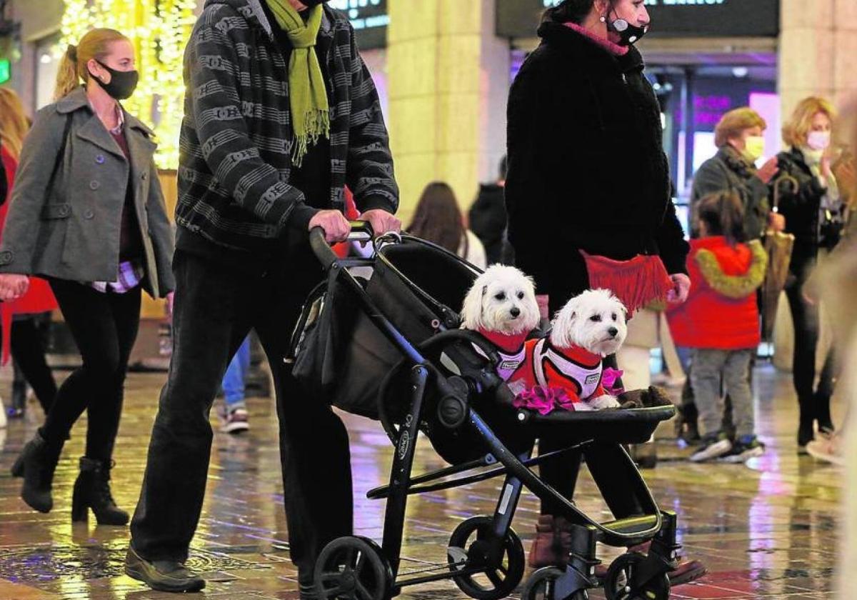 Dos perros ataviados con prendas llamativas, en un 'carrito'.