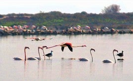 Flamencos en las salinas de Cerrillos, en Punta Entinas - Sabinar.