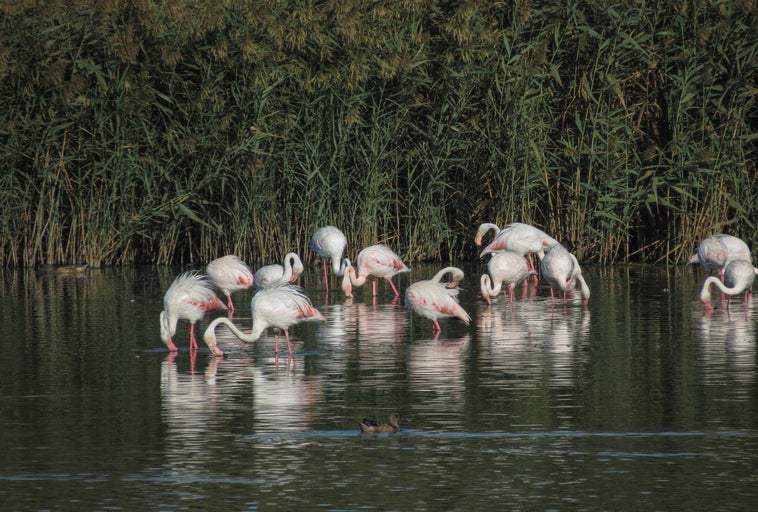Así es Punta Entinas, el paraíso de las aves