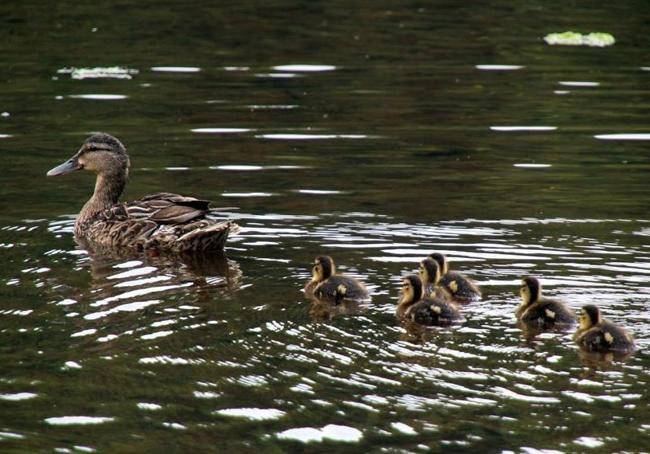 'Mamá Pata' con sus patitos.